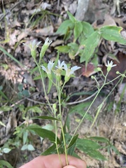 Doellingeria infirma