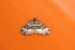 Euphyia intermediata