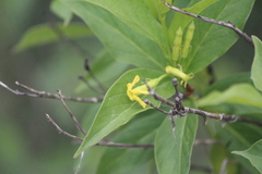 Mandevilla foliosa