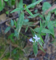 Lobelia spicata