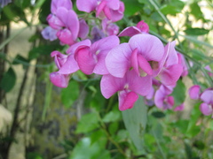 Lathyrus latifolius