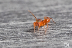 Peckhamia scorpionia