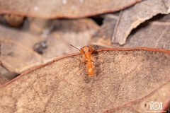Peckhamia scorpionia