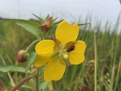 Coleomegilla maculata