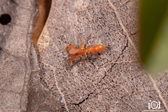 Peckhamia scorpionia