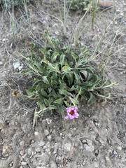 Xanthisma coloradoense