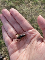 Velarifictorus micado