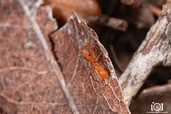 Peckhamia scorpionia