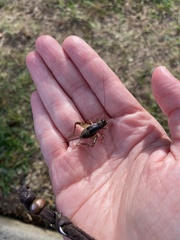 Velarifictorus micado