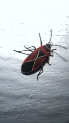 Neacoryphus bicrucis