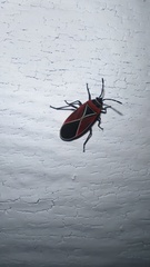 Neacoryphus bicrucis