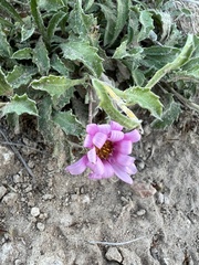 Xanthisma coloradoense