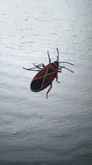 Neacoryphus bicrucis