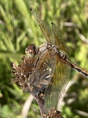 Sympetrum semicinctum