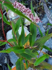 Persicaria extremiorientalis