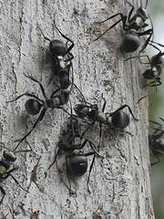 Polyrhachis daemeli