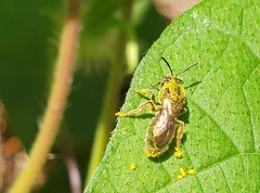 Augochlora pura