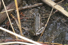 Lithobates kauffeldi