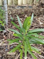 Gomphocarpus physocarpus