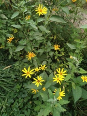 Helianthus divaricatus