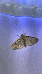 Palpita freemanalis