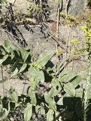 Solidago rigida glabrata