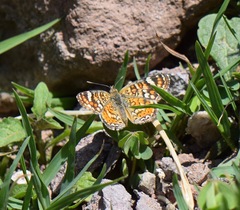 Phyciodes pallescens