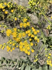 Solidago rigida glabrata