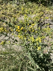 Solidago rigida glabrata