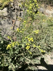 Solidago rigida glabrata