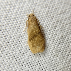 Lambula obliquilinea