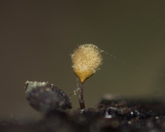 Hemitrichia calyculata