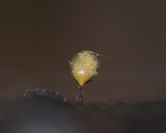 Hemitrichia calyculata