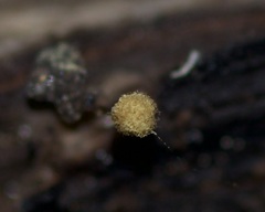 Hemitrichia calyculata