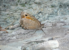 Pseudochazara pelopea