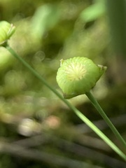 Alisma