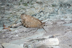 Pseudochazara pelopea