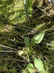 Alisma
