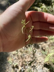 Brickellia eupatorioides
