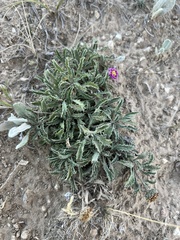 Xanthisma coloradoense