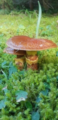 Suillus luteus