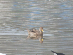 Anas georgica spinicauda