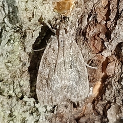 Scoparia basalis
