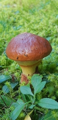 Suillus luteus