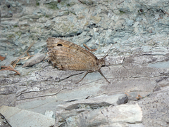 Pseudochazara pelopea