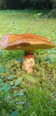 Suillus luteus