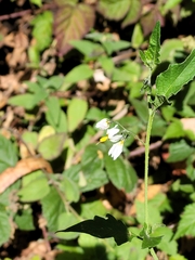 Solanum furcatum