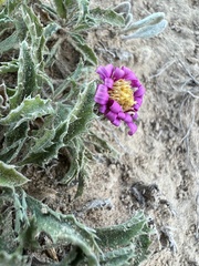 Xanthisma coloradoense