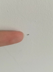 Lepidoptera