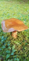 Suillus luteus